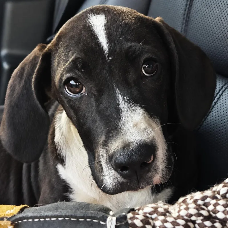 A baby small-sized male Beagle dog named Snoop for adoption in Rogersville, MO