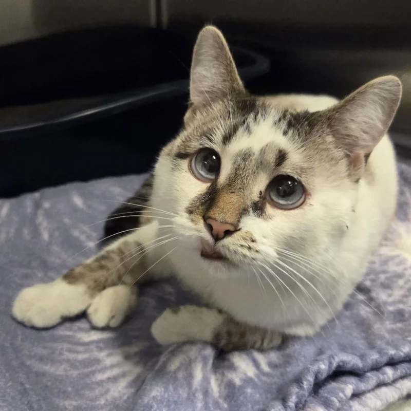 An adult medium-sized male White Siamese cat named Silas for adoption in Hinsdale, IL