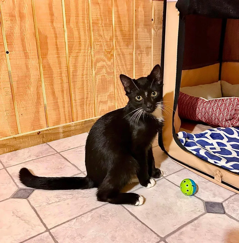 A baby medium-sized male Black Domestic Short Hair cat named Truman & Milton BONDED for adoption in Herndon, VA