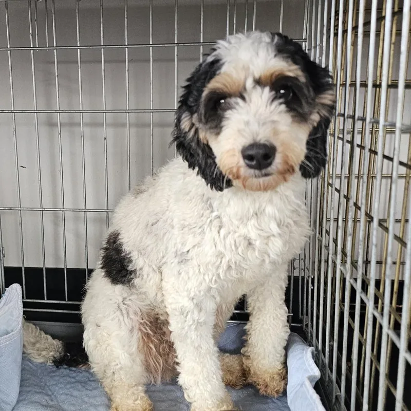 An adult small-sized female White / Cream Cockapoo dog named Polly for adoption in Normal, IL