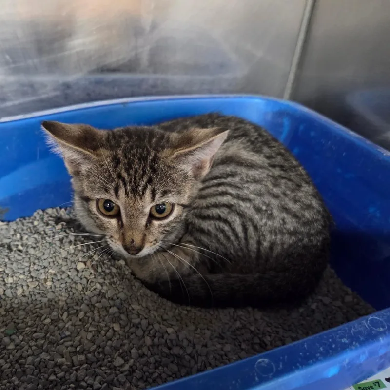 A baby small-sized female Brown / Chocolate Domestic Short Hair cat named Julietta for adoption in Palestine, TX