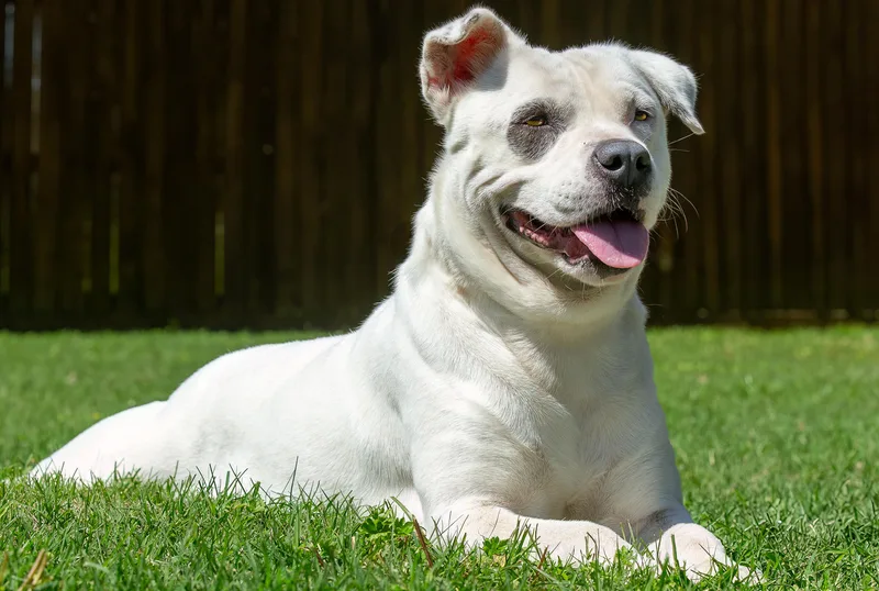 An adult medium-sized female White / Cream American Staffordshire Terrier dog named Ferny for adoption in Tomball, TX
