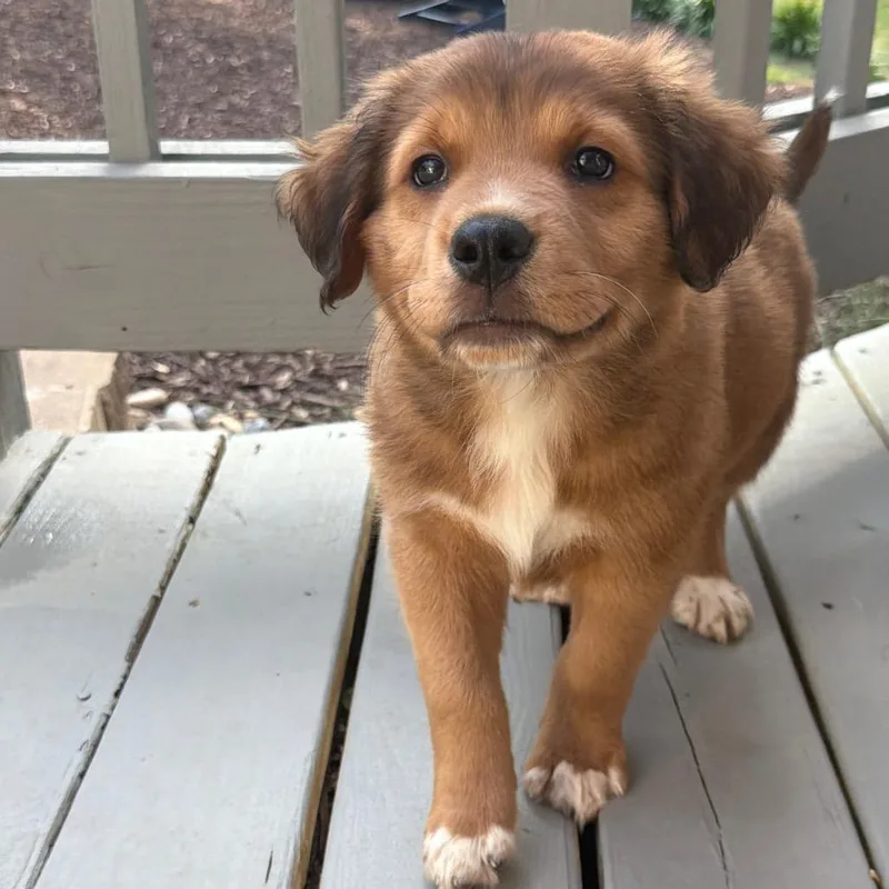 A baby small-sized male Brown / Chocolate Mixed Breed dog named Atlas for adoption in Austell, GA
