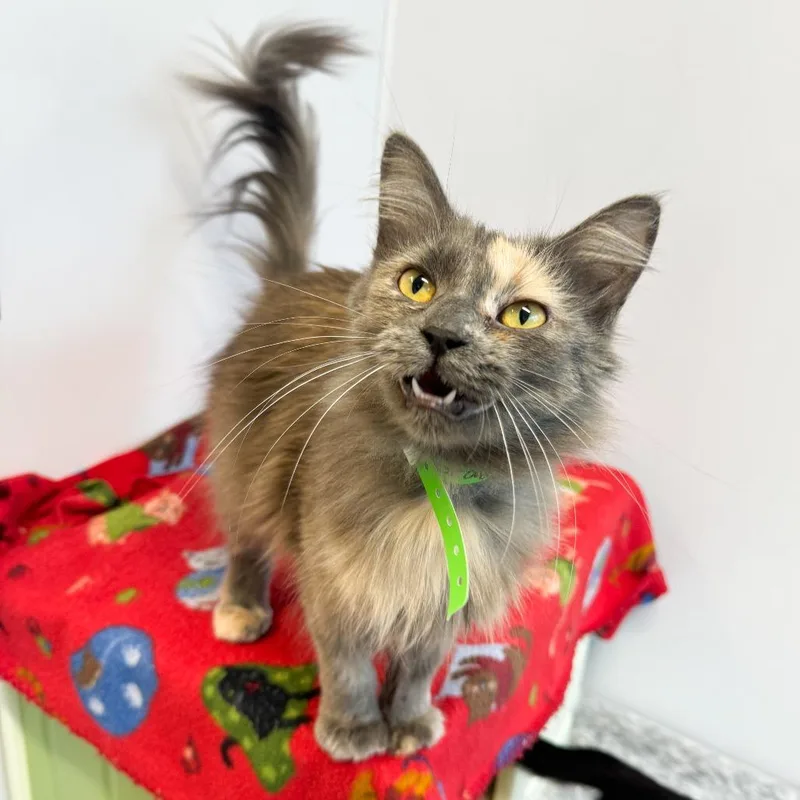 An adult medium-sized female Domestic Long Hair cat named Prayer for adoption in Fort Wayne, IN