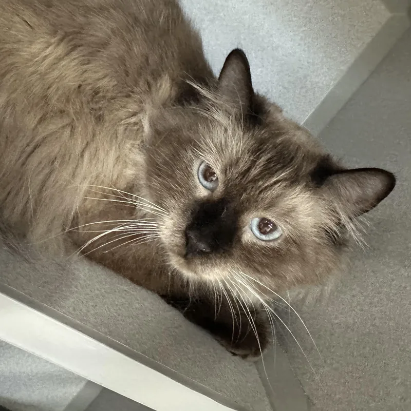 An adult medium-sized male Brown / Chocolate Domestic Medium Hair cat named Brulee for adoption in Webster City, IA