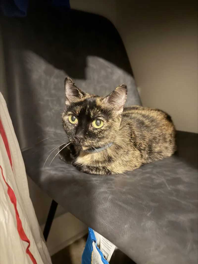 A senior medium-sized female Tortoiseshell cat named Terra for adoption in Columbia, SC