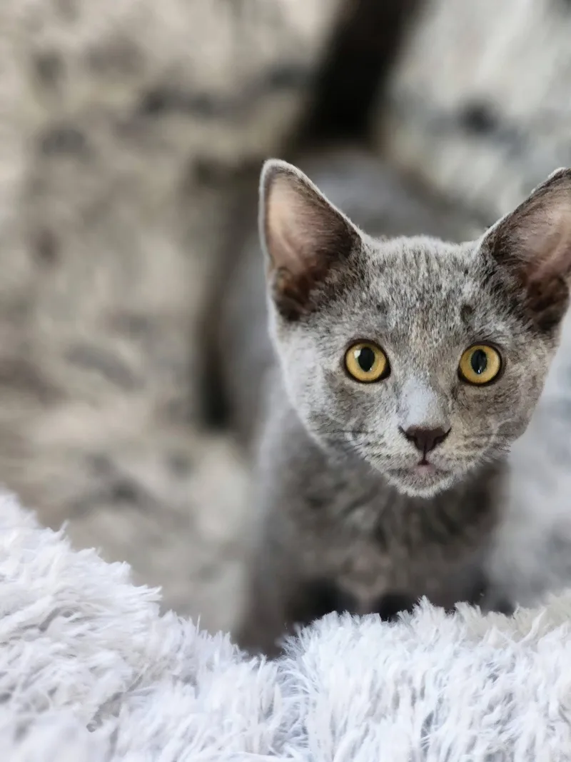 A baby medium-sized male Russian Blue cat named Tooter for adoption in Phoenix, AZ