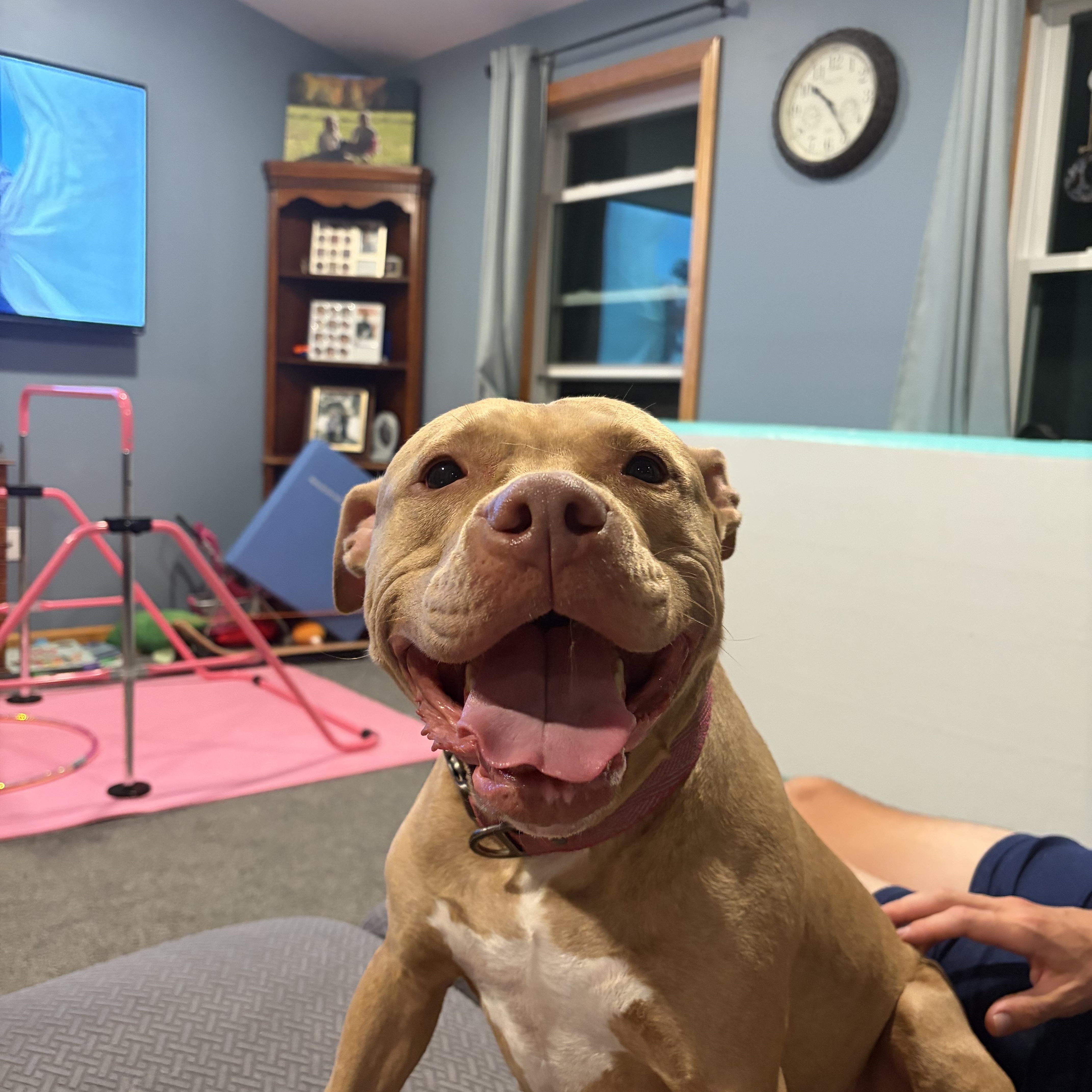 An adult medium-sized female Pit Bull Terrier dog named Fern for adoption in Nutting Lake, MA