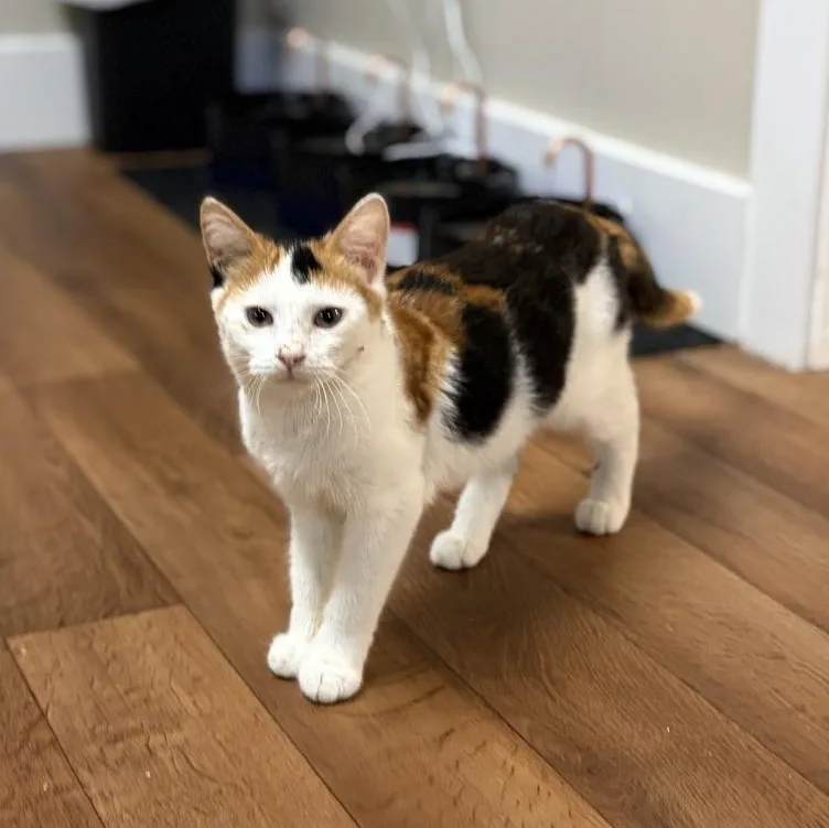 A baby medium-sized female Calico cat named Pink for adoption in Greensburg, PA