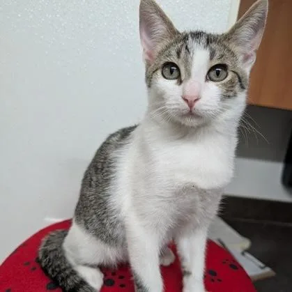 A baby small-sized male Tabby (Brown / Chocolate) Domestic Short Hair cat named Meatball for adoption in Rochester, MN