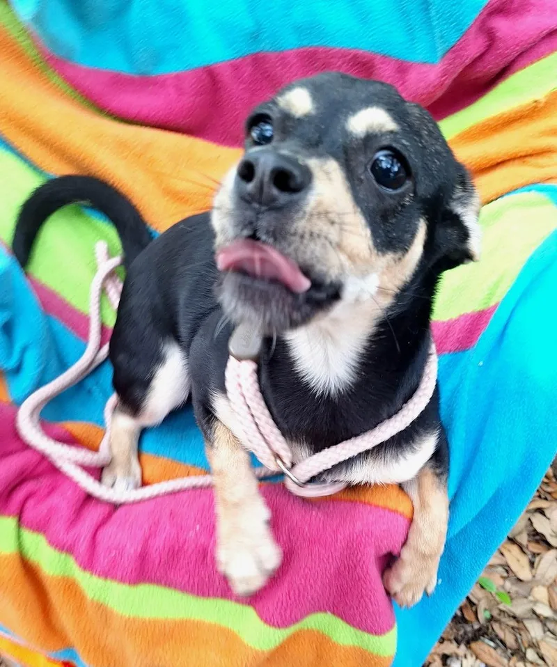 A baby small-sized female Tricolor (Brown, Black, & White) Rat Terrier dog named Delmia Brt for adoption in Missouri City, TX