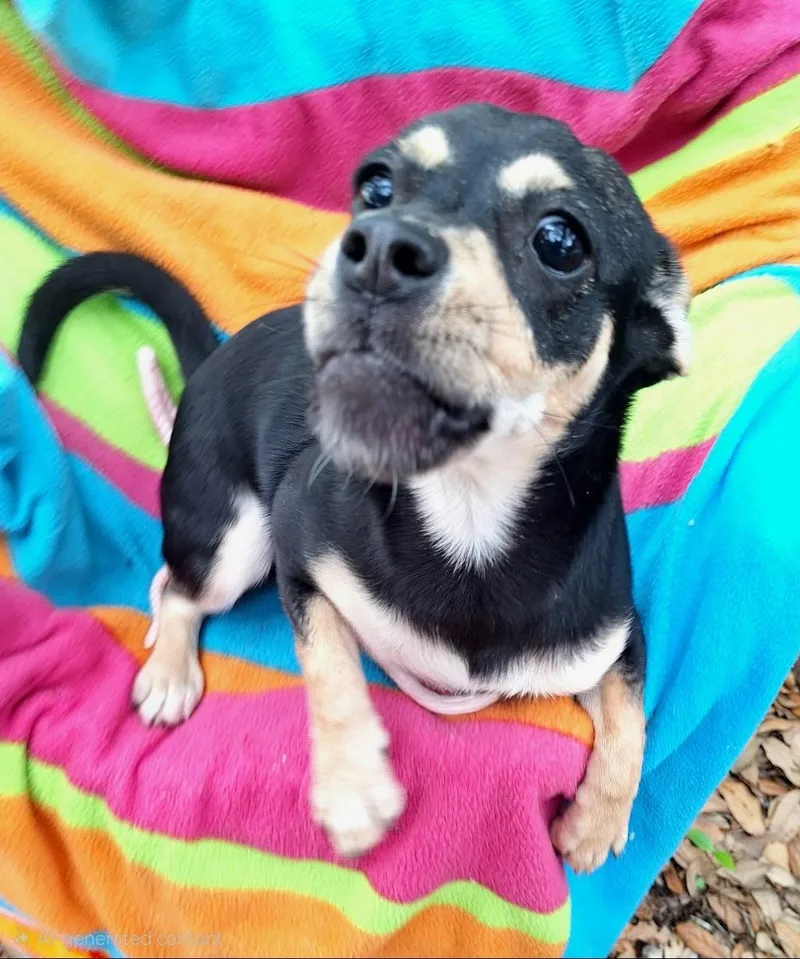 Delmia Brt thumbnail 5