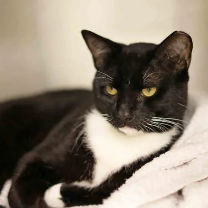 An adult small-sized male Black Domestic Short Hair cat named Tiny for adoption in Atlanta, GA