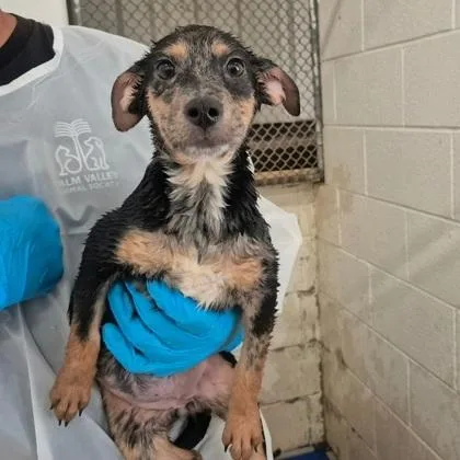 A baby medium-sized female Australian Shepherd dog named Rosita for adoption in Morton Grove, IL