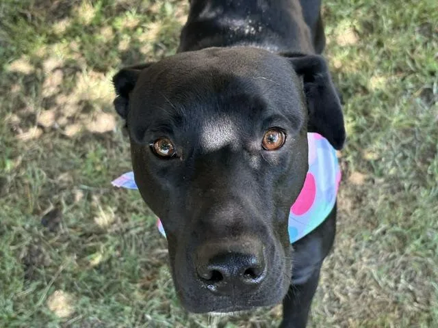 A young large-sized male Labrador Retriever dog named Remington for adoption in Tulsa, OK
