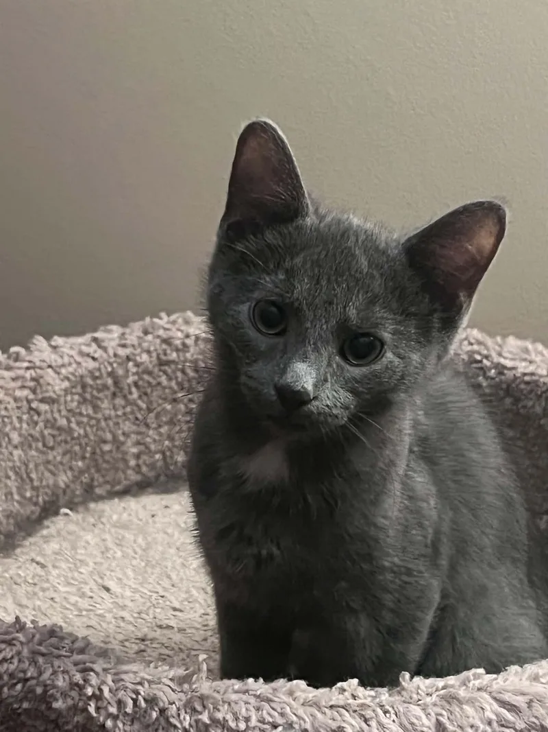 A baby medium-sized male Gray & White Domestic Medium Hair cat named Iskandar for adoption in Fairborn, OH