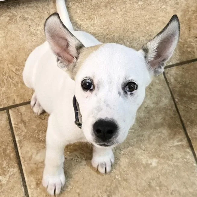 A baby medium-sized male Husky dog named Basil for adoption in Toledo, OH
