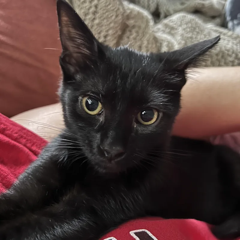 A baby medium-sized female Black Domestic Short Hair cat named Cora Bell Arney for adoption in Hickory, NC