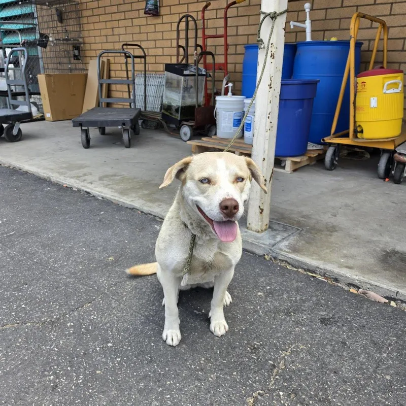 A young large-sized female Labrador Retriever dog named Juno for adoption in Los Angeles, CA