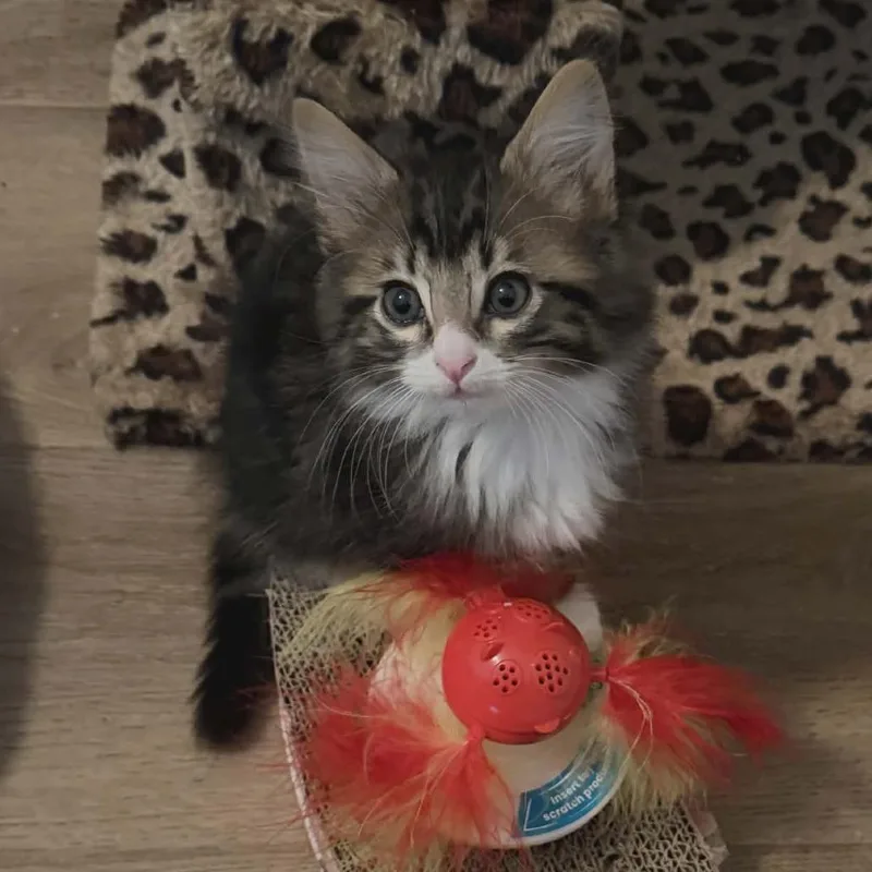 A baby small-sized male Gray / Blue / Silver Domestic Short Hair cat named Dumpling for adoption in Fayetteville, GA
