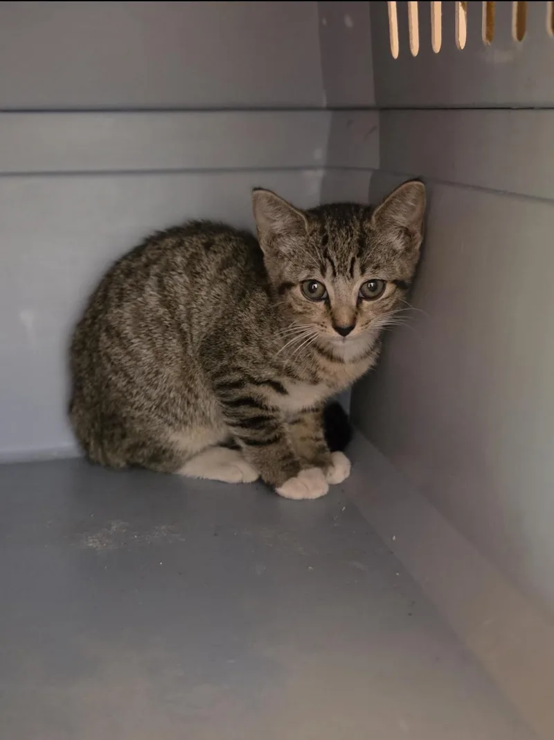 A baby medium-sized female Tabby (Brown / Chocolate) Domestic Short Hair cat named Sky for adoption in Lauderhill, FL