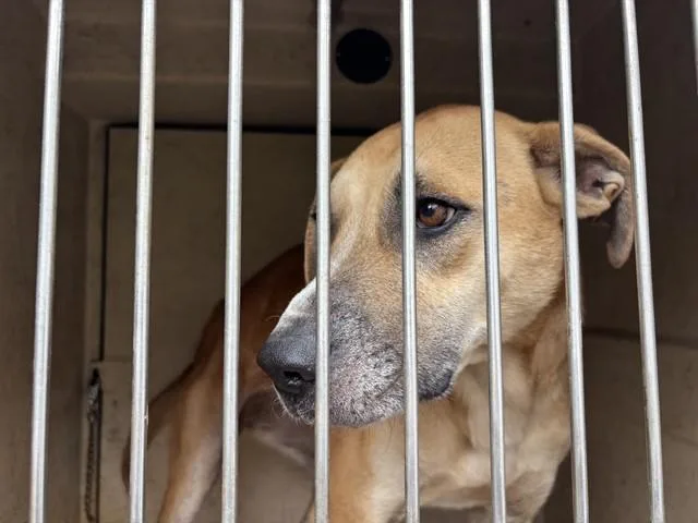 An adult large-sized female Pit Bull Terrier dog named Prairie for adoption in Oklahoma City, OK