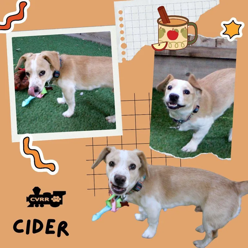 An adult small-sized male Beagle dog named Cider for adoption in LINDSAY, CA