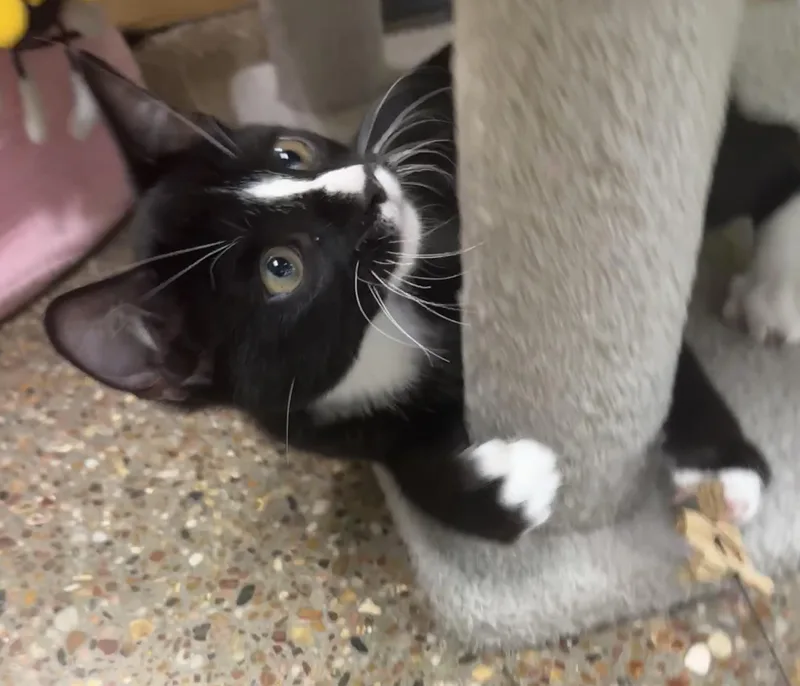 A baby small-sized male Black Domestic Short Hair cat named Potter for adoption in Houston, TX