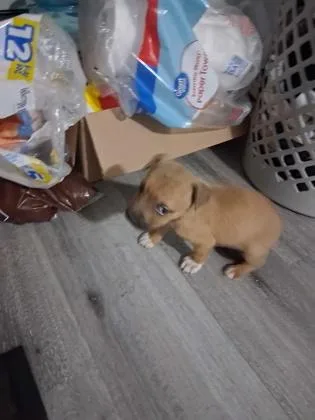 A baby small-sized female Mixed Breed dog named Peppa Pig for adoption in Memphis, TN