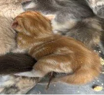 A baby small-sized male Tabby (Orange / Red) Domestic Short Hair cat named Hemlock for adoption in Raleigh, NC
