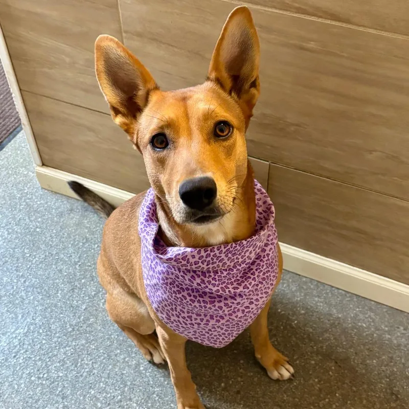 A young medium-sized female Carolina Dog dog named Annie for adoption in Metamora, MI