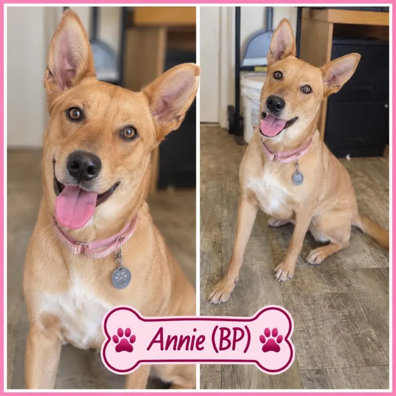 Annie thumbnail 4