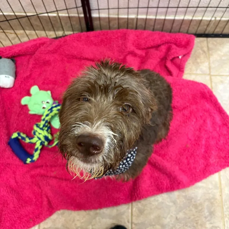 An adult medium-sized female Brown / Chocolate Terrier dog named River Annabelle for adoption in Birmingham, AL