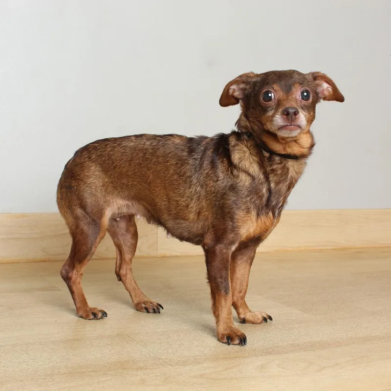 An adult small-sized female Brown / Chocolate Chihuahua dog named Miranda D for adoption in Minnetonka, MN