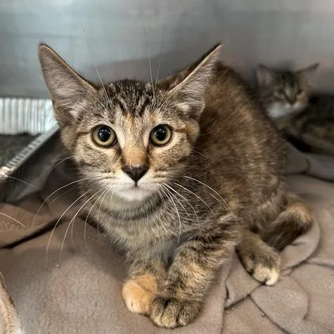 A baby small-sized female Torbie Domestic Short Hair cat named Zara for adoption in Matteson, IL