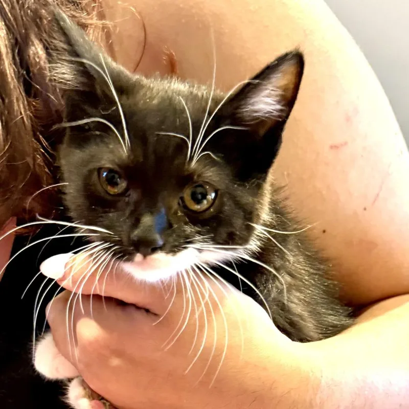 A baby small-sized female Black Domestic Short Hair cat named Meaux for adoption in Middle Village, NY