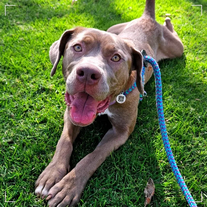 A young large-sized female Gray / Blue / Silver Weimaraner dog named Kelsey for adoption in Upland, CA