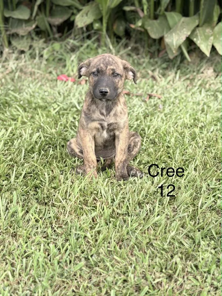A young medium-sized female Brindle Hound dog named Cree for adoption in Norfolk, MA