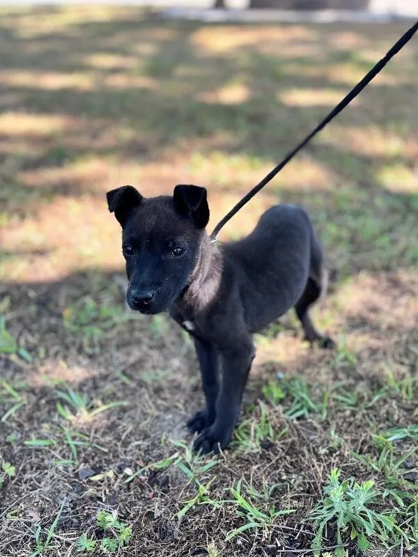 A baby small-sized male Black Chihuahua dog named Clyde for adoption in Aiken, SC