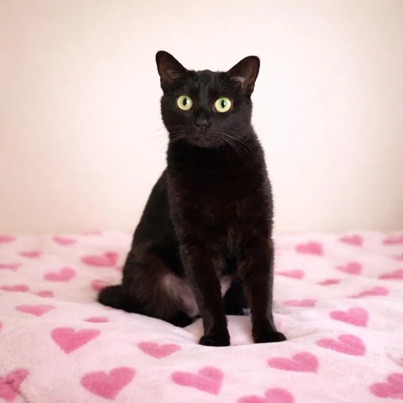 A baby medium-sized female Domestic Short Hair cat named Luna for adoption in Cambria, CA