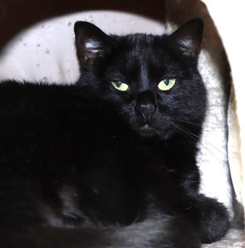 An adult medium-sized female Domestic Medium Hair cat named Cashmere for adoption in House Springs, MO