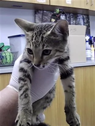 A baby small-sized female Domestic Short Hair cat named Smarty for adoption in Saint Cloud, FL