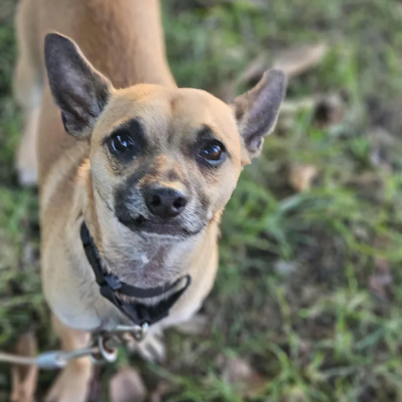 A young small-sized male Chihuahua dog named Baxter so il for adoption in O Fallon, IL