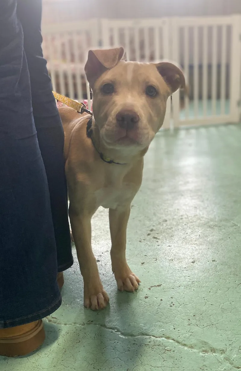 A young large-sized female Golden Pit Bull Terrier dog named Chloe for adoption in Milton, PA