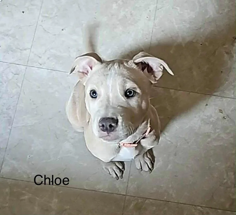 Chloe thumbnail 2