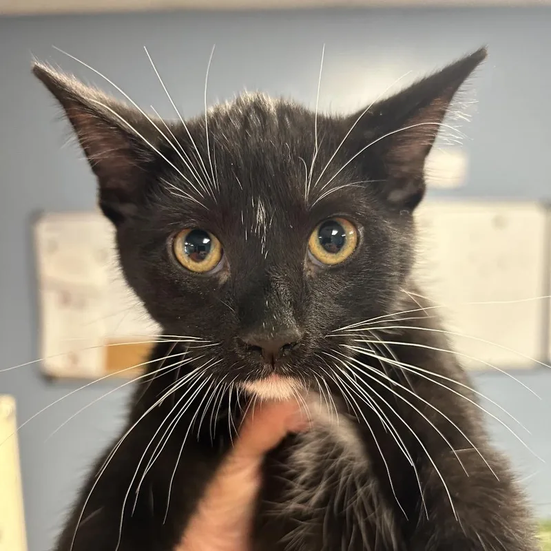 A baby small-sized male Black Domestic Short Hair cat named Chicken for adoption in St Joseph, MO