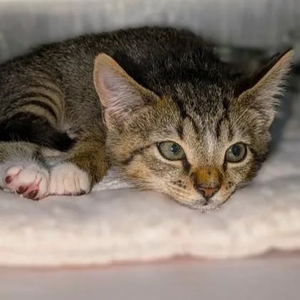 A baby medium-sized female Domestic Short Hair cat named Rowina for adoption in Columbia, MD