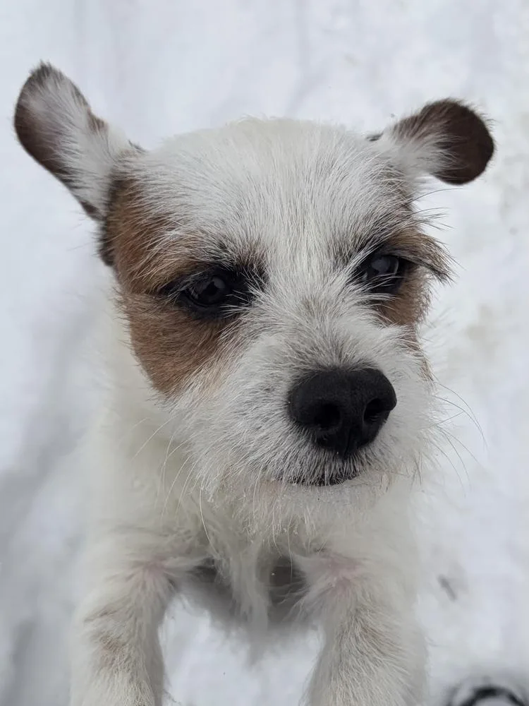 An adult small-sized male Tricolor (Brown, Black, & White) Terrier dog named Whiskers for adoption in Plymouth, MI