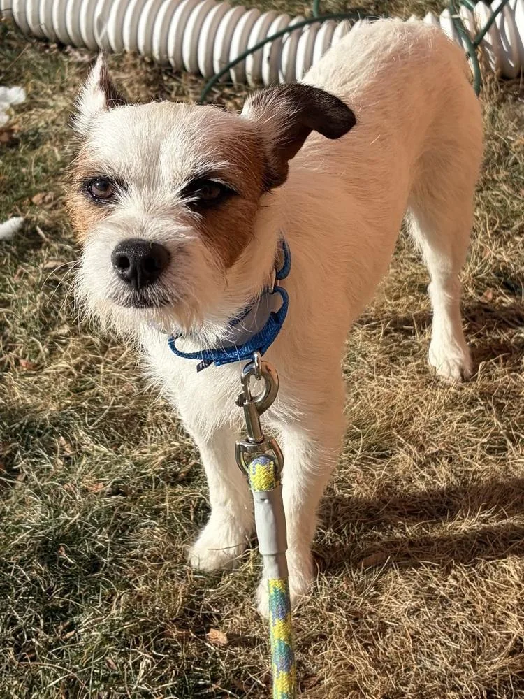 Whiskers thumbnail 2