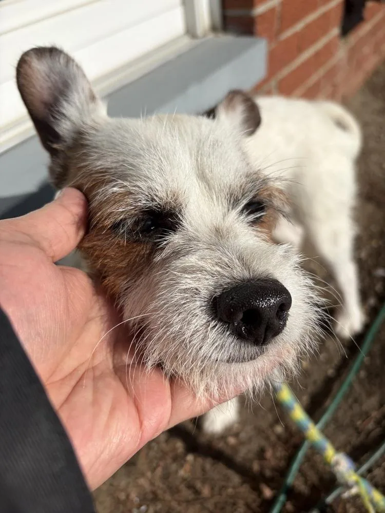 Whiskers thumbnail 3